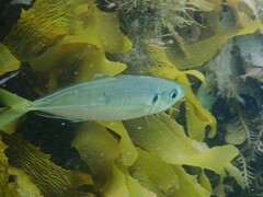 Trachurus novaezelandiae