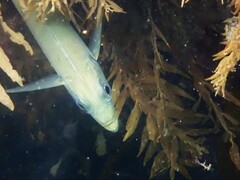 Trachurus novaezelandiae