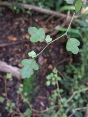 Melicytus micranthus