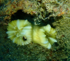 Caulastraea furcata