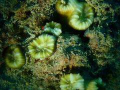 Caulastraea furcata
