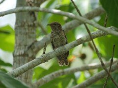 Cacomantis variolosus