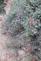 Penstemon barbatus