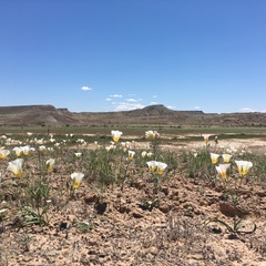 Calochortus nuttallii