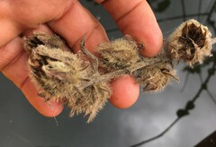 Hibiscus diversifolius rivularis