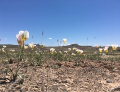 Calochortus nuttallii