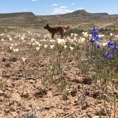 Calochortus nuttallii