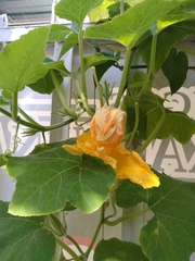 Cucurbita