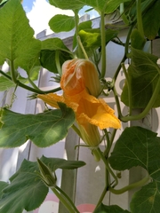 Cucurbita