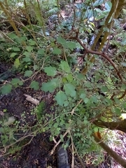 Melicytus micranthus