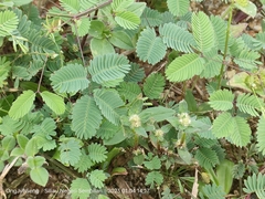 Mimosa quadrivalvis