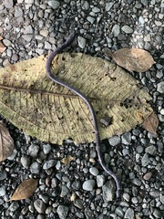 Gymnopis multiplicata