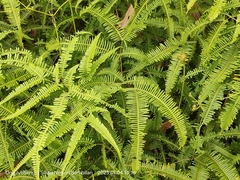 Dicranopteris linearis