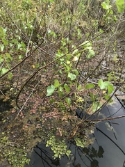 Hibiscus diversifolius rivularis