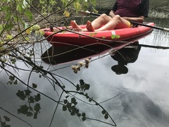 Hibiscus diversifolius rivularis