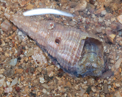 Pyrazus ebeninus