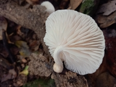 Oudemansiella australis