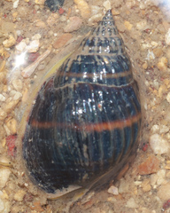 Nassarius pullus