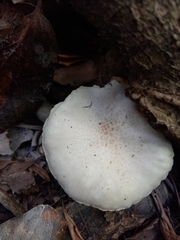 Oudemansiella australis