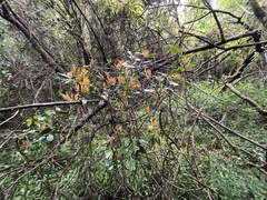 Loranthaceae