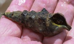 Pyrazus ebeninus