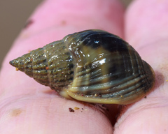 Nassarius pullus