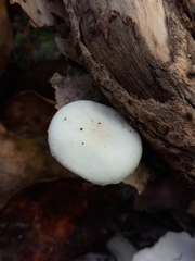 Oudemansiella australis