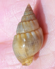 Nassarius algidus