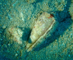 Conus striatus