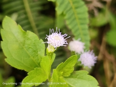 Praxelis clematidea