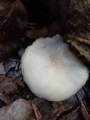 Oudemansiella australis