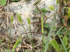 Sacciolepis indica