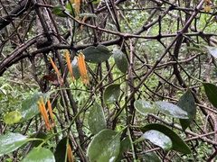 Loranthaceae