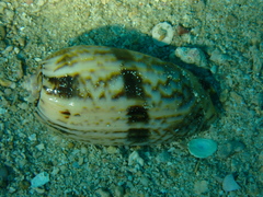 Oliva miniacea