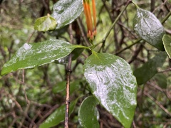 Loranthaceae