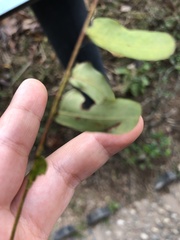Phyllanthus emblica