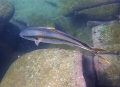 Seriola lalandi