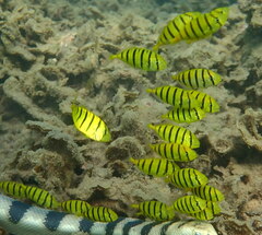Gnathanodon speciosus