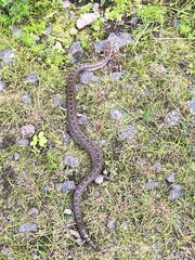 Crotalus triseriatus