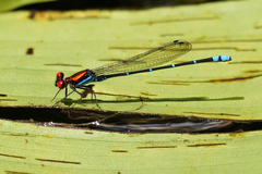 Argia fulgida