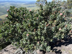 Protea subvestita