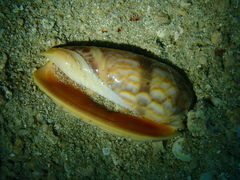 Oliva miniacea