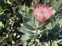 Protea subvestita