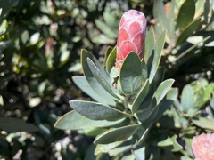 Protea subvestita