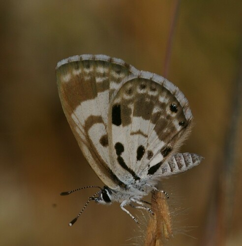 African Babul Blue