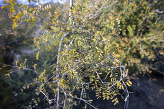 Coursetia glandulosa