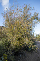 Coursetia glandulosa