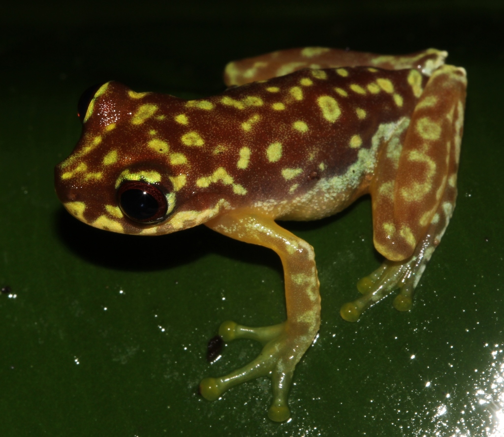Copan Brook Frog