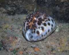 Cypraea tigris