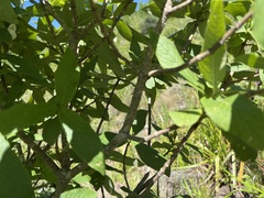 Bowkeria verticillata